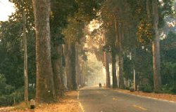 Gum trees along Lamphun - Chiang Mai highway