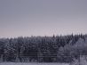 Forest property in Latvia