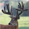 Public Auction: Timber Hollow WhiteTails Ranch - 692+/- Acres Premiere Hunting or Deer Breeding Facility. 2 Tracts Selling to the Highest Bidder!