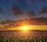 AUCTION * 120 ACRES * CROPLAND * MINERALS
