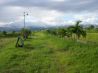 Commercial Farm
