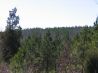 1500 Acres in Monroe County Georgia