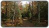 AUCTION - SPECTACULAR HUNTING PROPERTIES - MICHIGAN UP