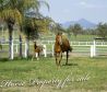265 Acres - Horse Agistment & Spelling Complex, Profitable Beef Cattle Business