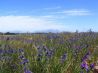 Croydon Olive Estate