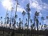 Foreclosed 2.5 acres in Northern Florida