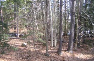 3 Large Permitted Building Lots