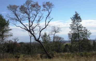 Multi-Property Auctions in TX and OK: Commercial Land, Rental Properties, Homes & More