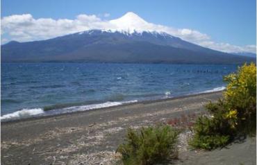 Native Forest by the Lake