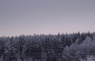 Forest property in Latvia