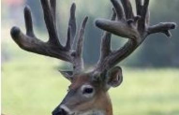 Public Auction: Timber Hollow WhiteTails Ranch - 692+/- Acres Premiere Hunting or Deer Breeding Facility. 2 Tracts Selling to the Highest Bidder!