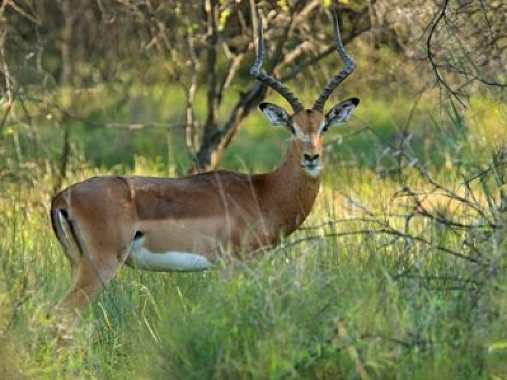 Exotic Game Farm Bordering Botswana South Africa Property Details