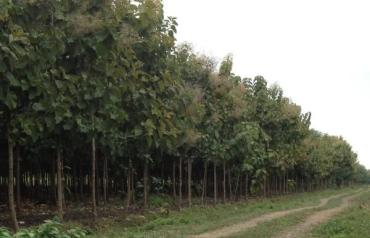Teak Plantation