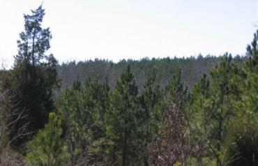 1500 Acres in Monroe County Georgia