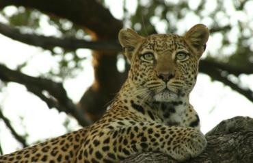 Mkuze Nyala Game Farm and Lodge