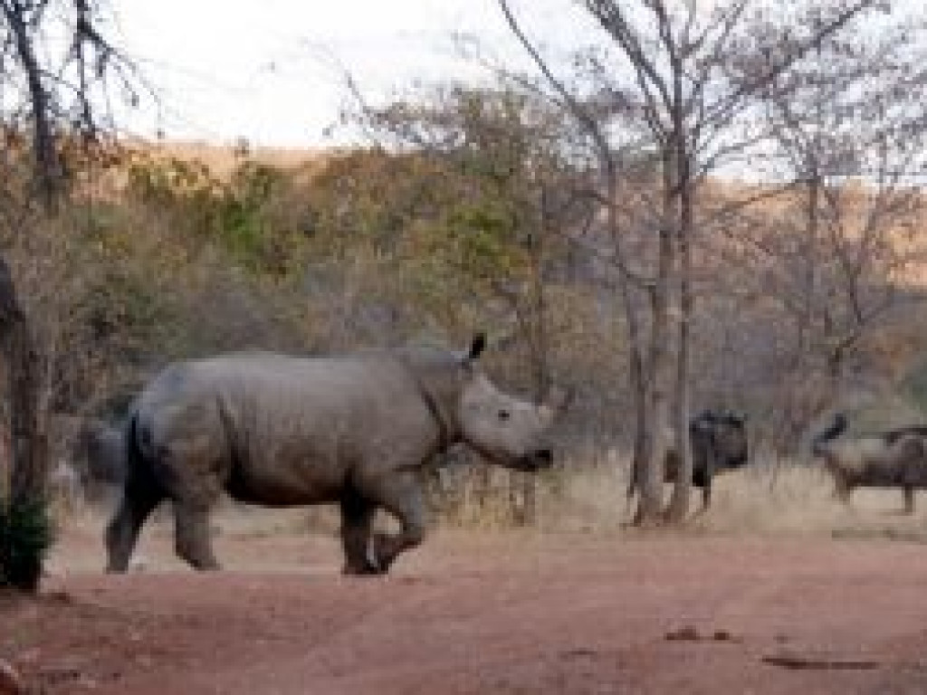 Portion of Beautiful Game Farm with Lodge & house South Africa