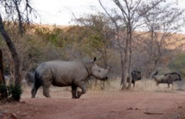 Portion of Beautiful Game Farm with Lodge & house