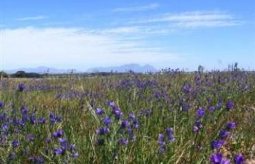 Croydon Olive Estate