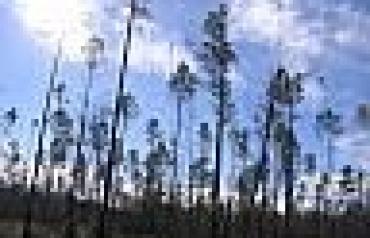 Foreclosed 2.5 acres in Northern Florida 