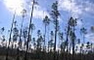 Foreclosed 2.5 acres in Northern Florida